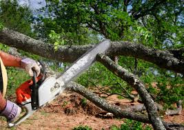 Best Seasonal Cleanup (Spring/Fall)  in Jasonville, IN