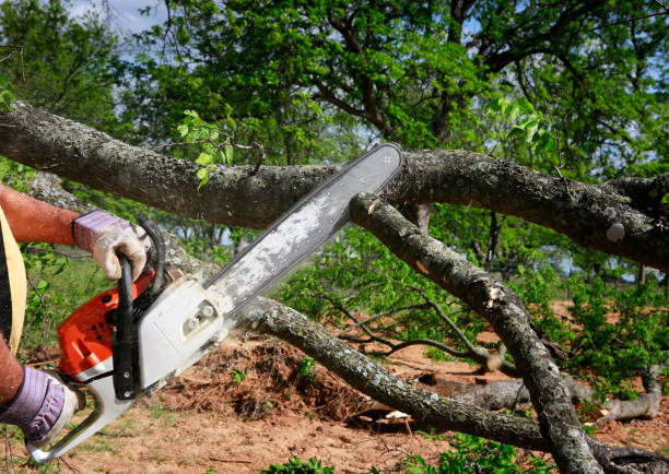 Best Lot and Land Clearing  in Jasonville, IN